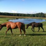 Two horses walking in the field