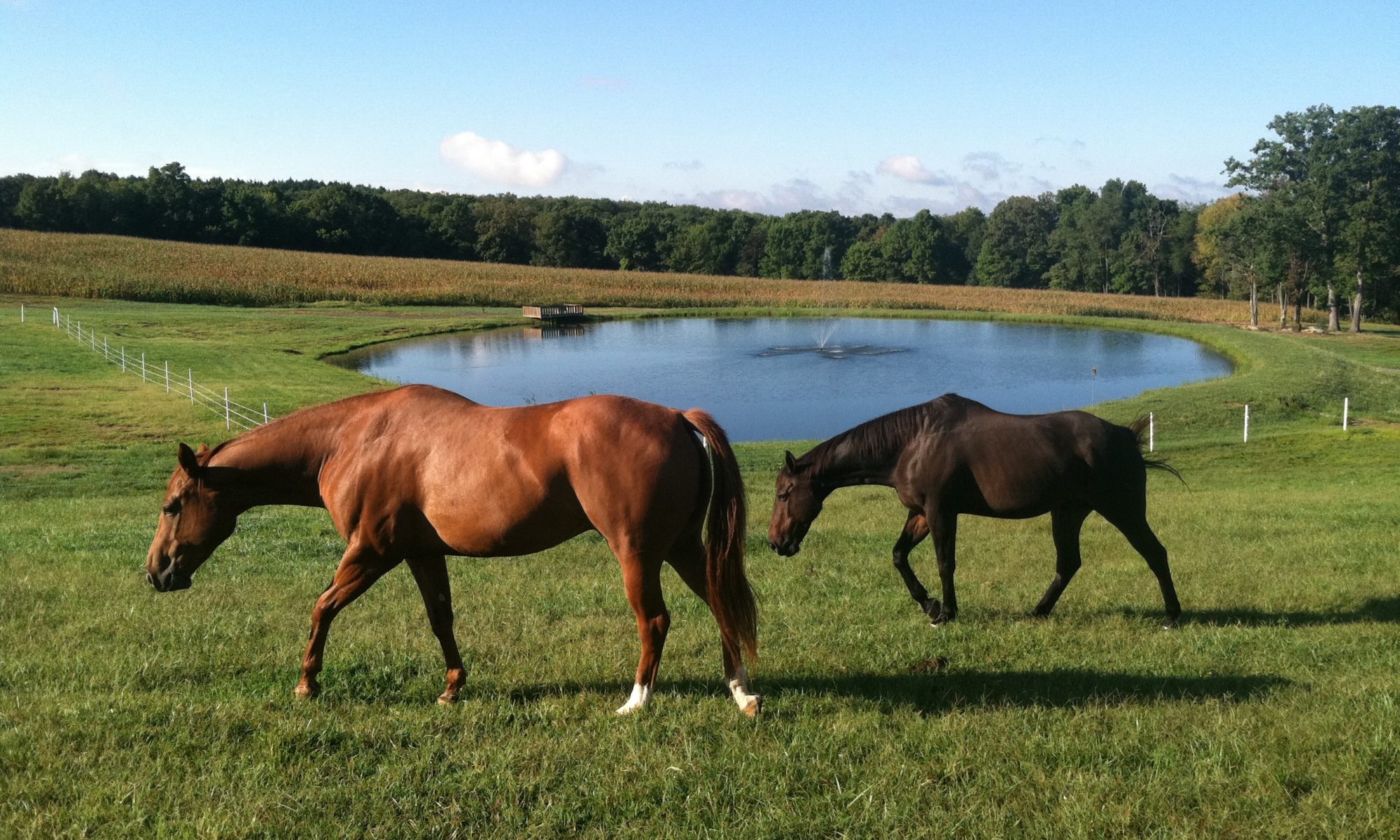 Two horses walking in the field