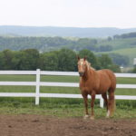 Horse standing in front of a fence