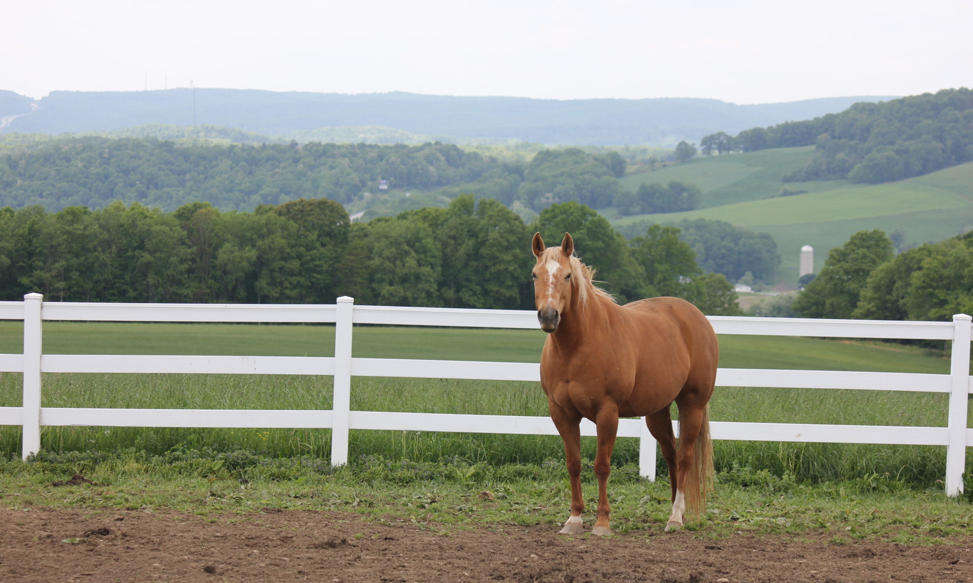 Horse standing in front of a fence