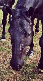 a horse with anhidrosis