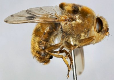 Botfly