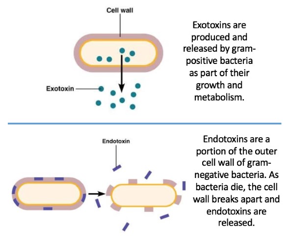Extoxin and Endotoxins diagram