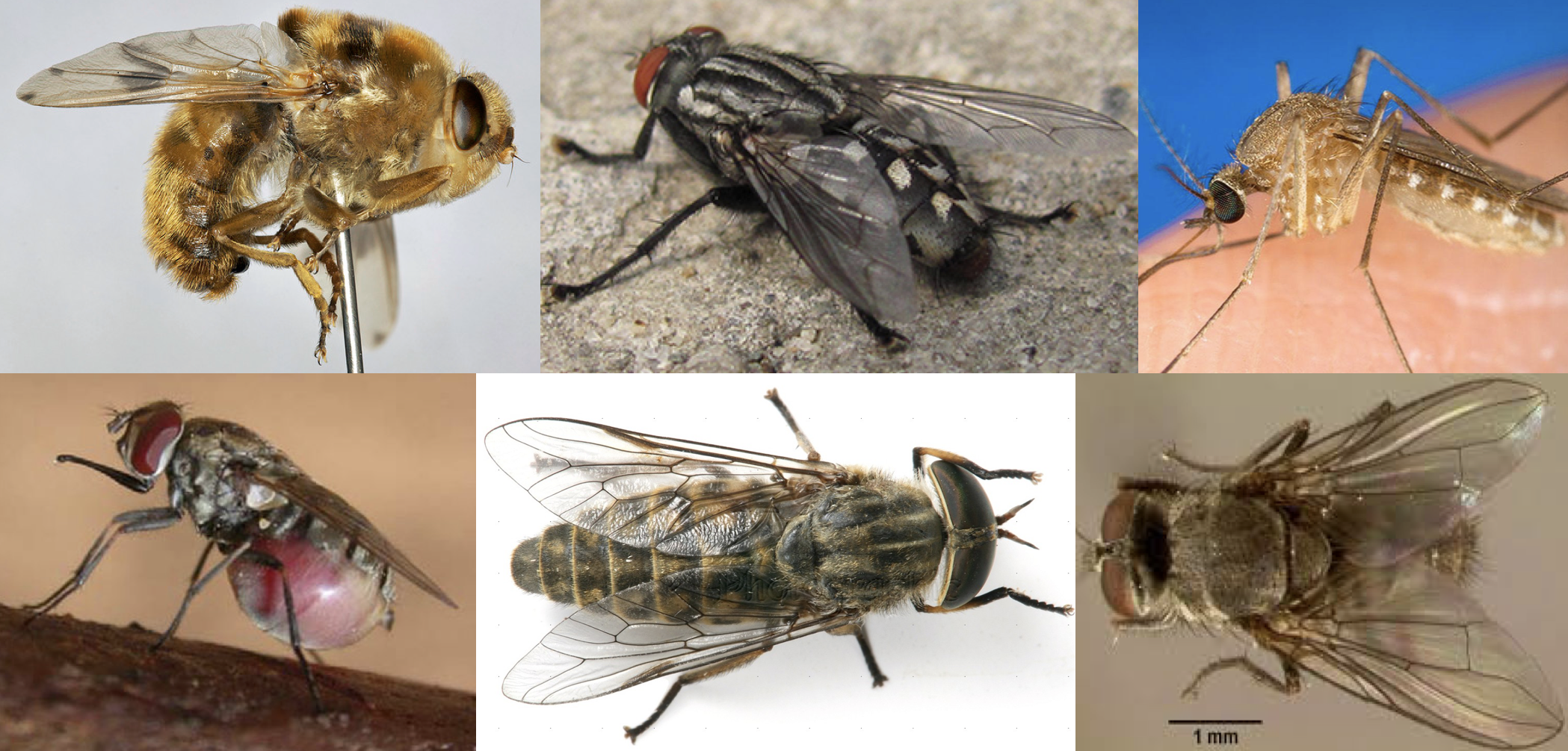Botfly, Face fly, Mosquito, Stable Fly, Horse Fly, and Horn Fly