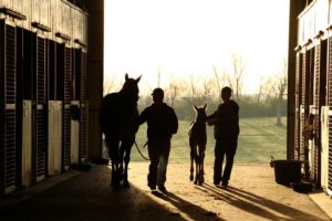 People leading their horses inside a barn