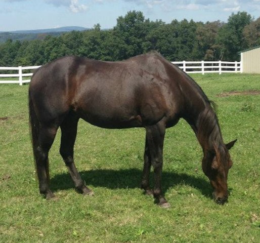 horse grazing in a field