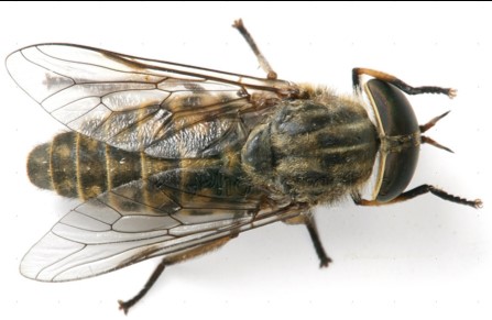 Horsefly