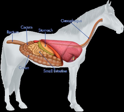 internal view of horse digestive system