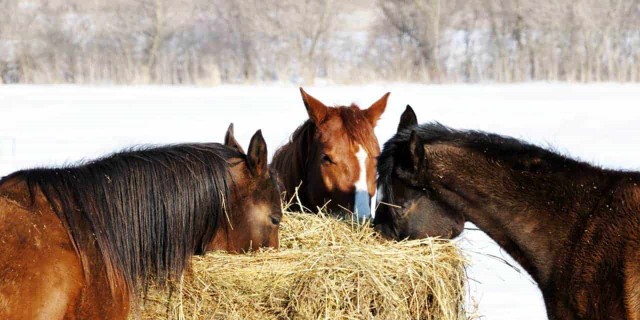 three horses eating from a round bale of hay