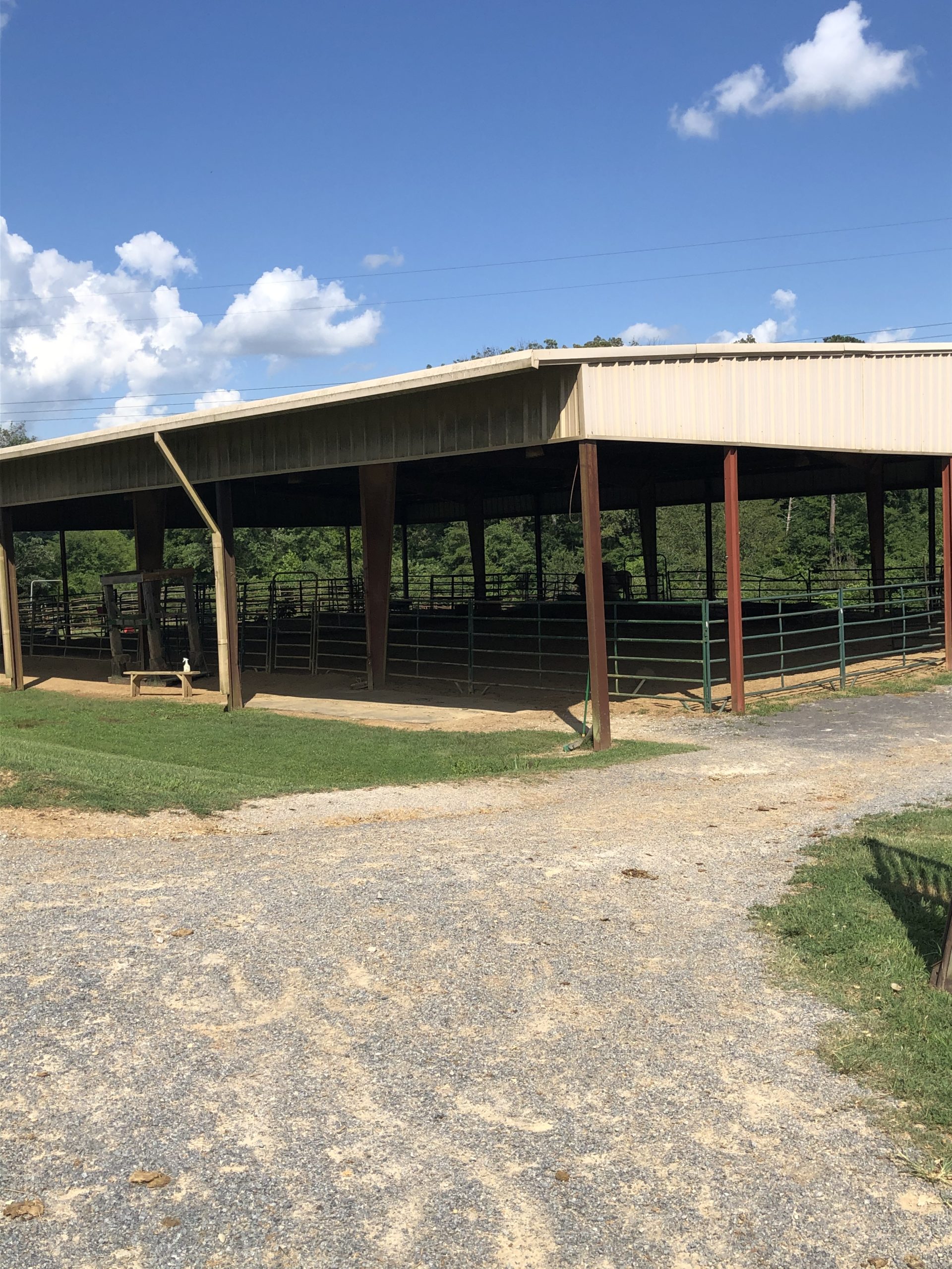 University of Tennessee Equestrian Team UT Horse