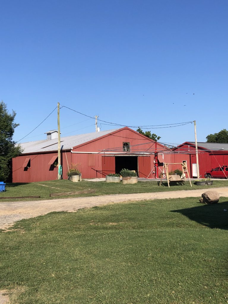 University of Tennessee Equestrian Team UT Horse