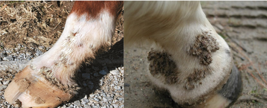 pastern dermatitis