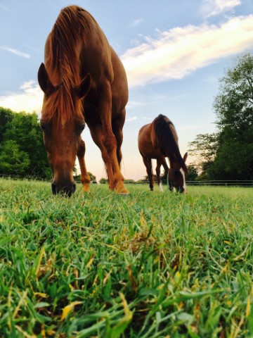 horses grazing in a field