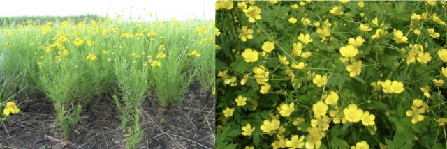 Buttercup and Bitter Sneezeweed