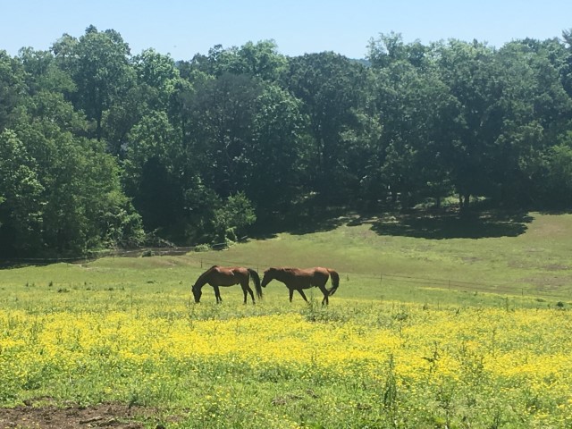 Two horses grazing in a field