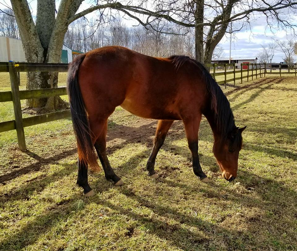 horse grazing by a fence