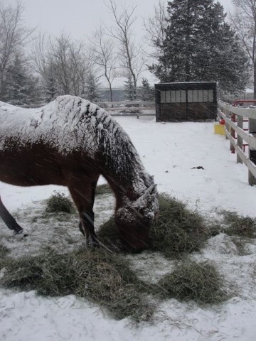 horse eating hay