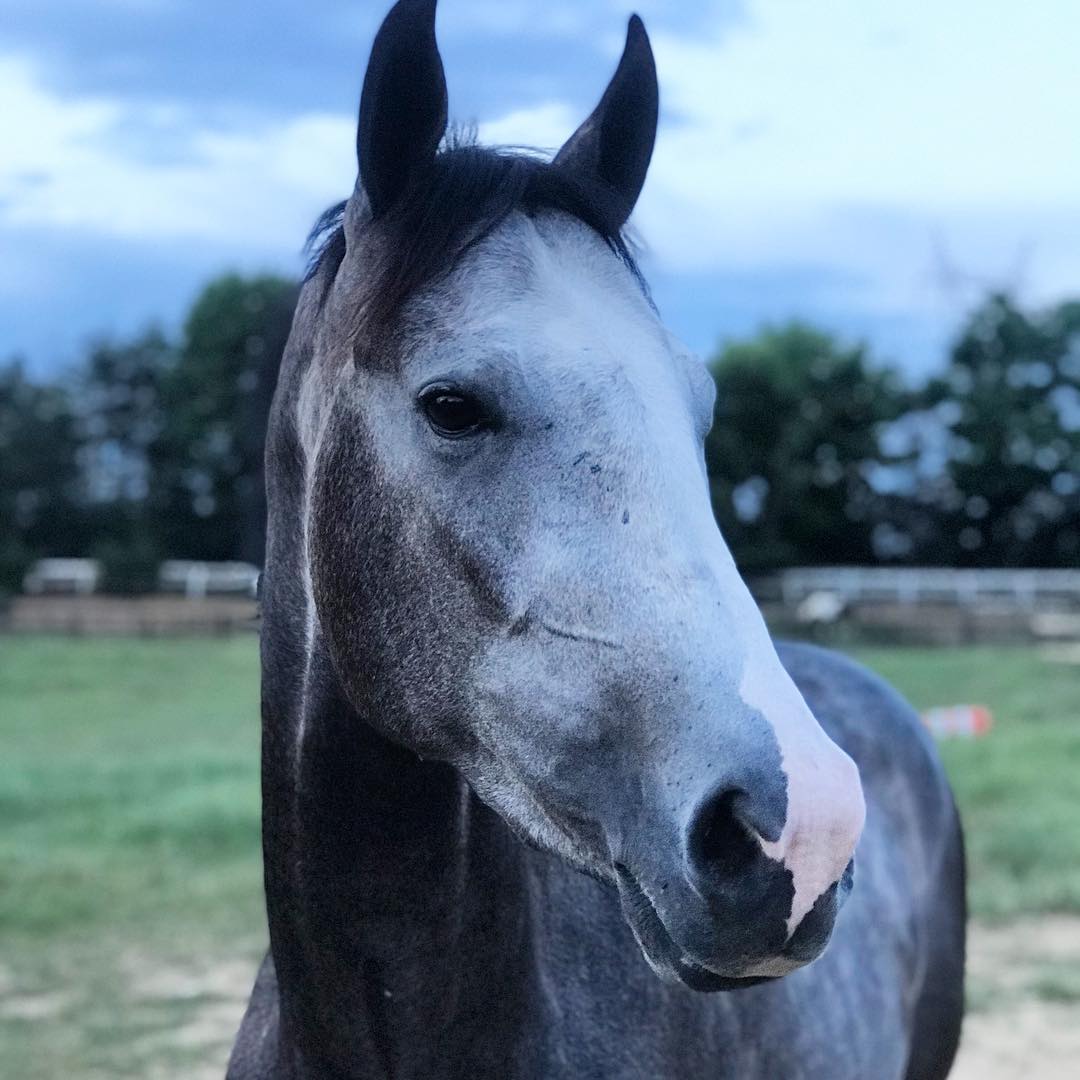 Close up of a horses face 