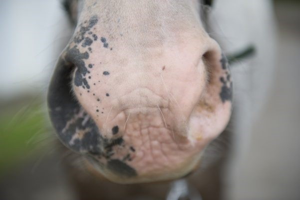 horse with sunburn