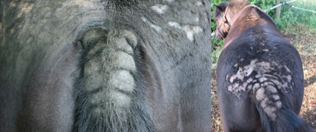 Sweet itch on horse