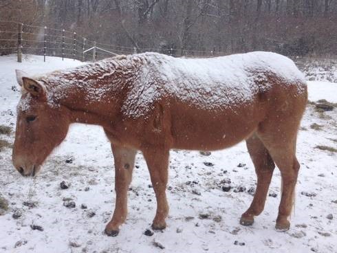 a horse with his winter coat
