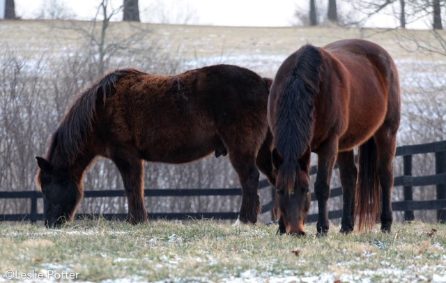 two horses in a field eating