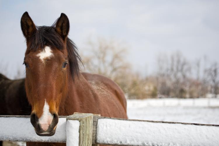 Horse standing by a fence with snow all around