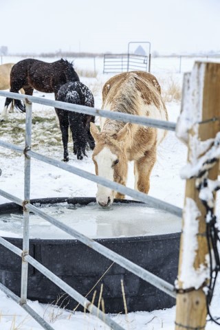 a horse drinking water