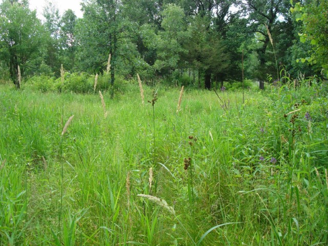 field of grass and weeds