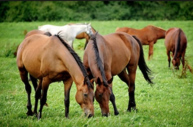 horses in a field