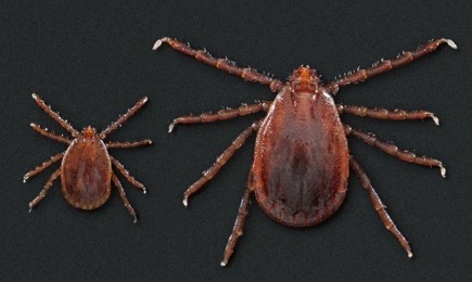 aisan longhorned tick