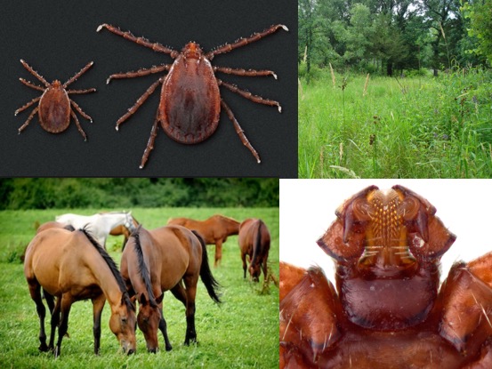 Ticks and horses