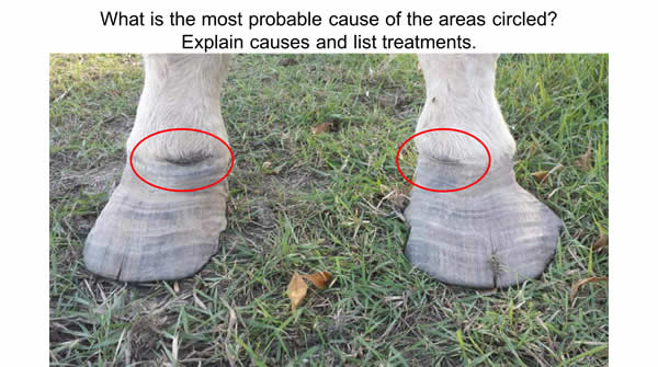 What is the most probable cause of the areas circles? Explain the causes and list treatments
