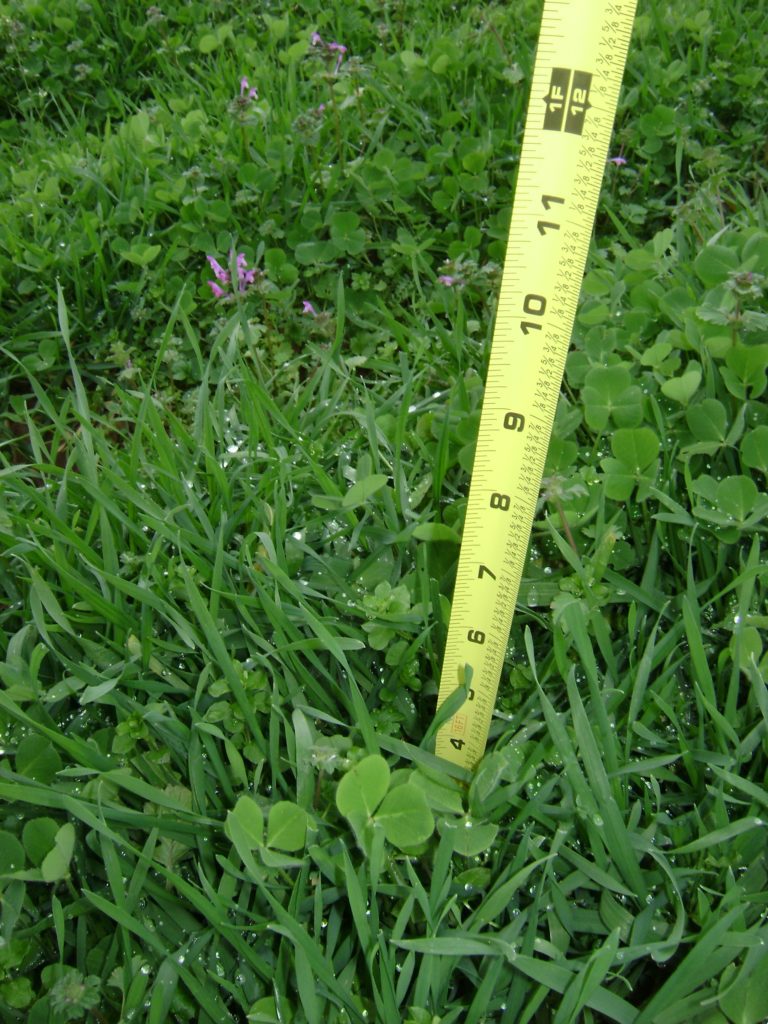 Measuring tape in grass