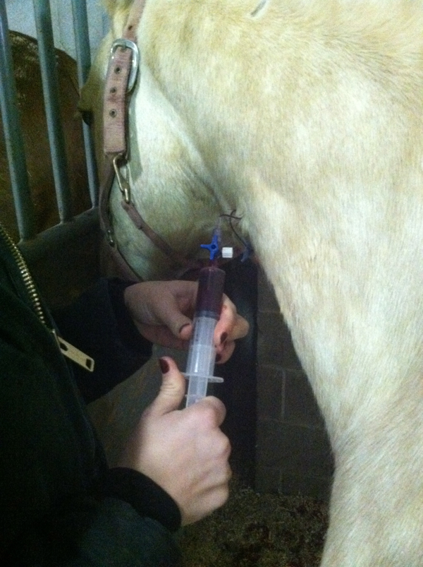 Hands taking blood sample from horse's neck